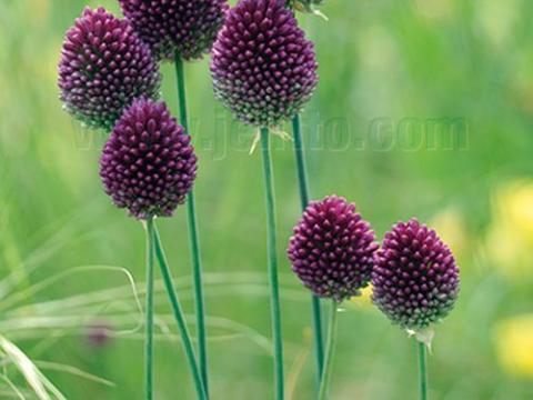 Allium spaerocephalon
