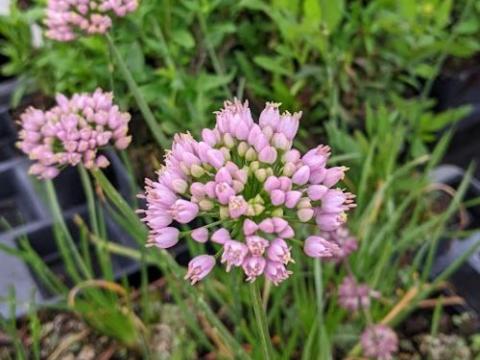 Allium 'Sugar Melt'