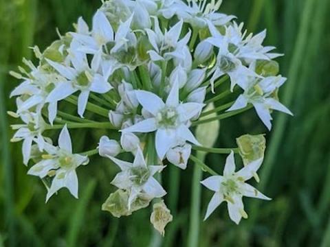 Allium tuberosum chinese bieslook