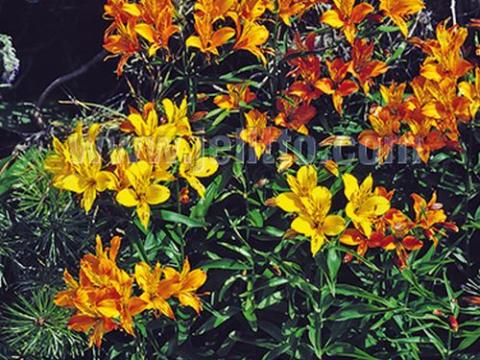 Alstroemeria aurea