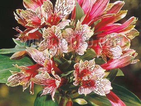 Alstroemeria 'Mona Lisa'