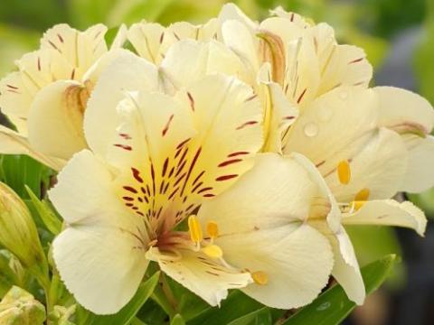 Alstroemeria int. 'Sunburst'
