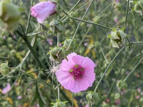 Althaea cannabina