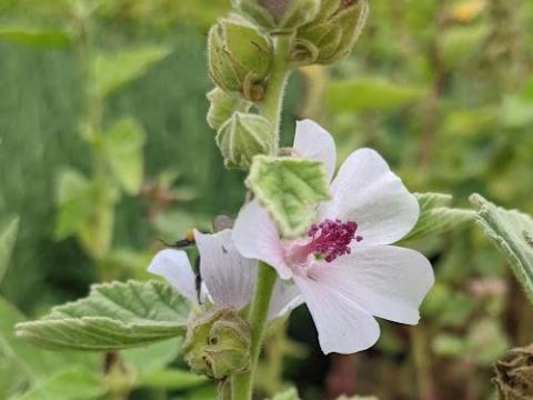 Althaea officinalis heemst