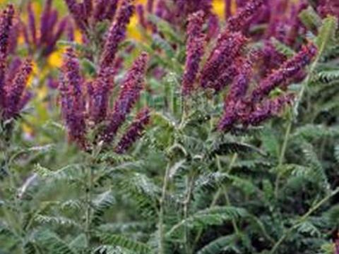 Amorpha canescens