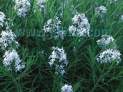 Amsonia hubrichtii