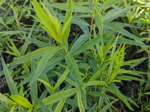 Amsonia tabernaemontana