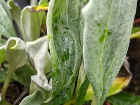 Anaphalis triplinervis