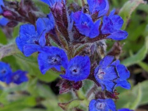 Anchusa azurea 'Loddon Royalist'