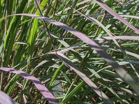 Andropogon gerardii 'Black Hawks'