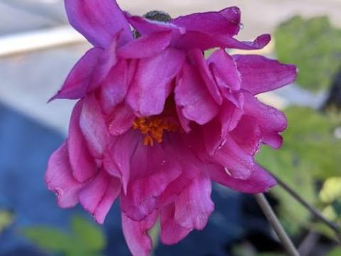 Anemone 'Bressingham Glow'