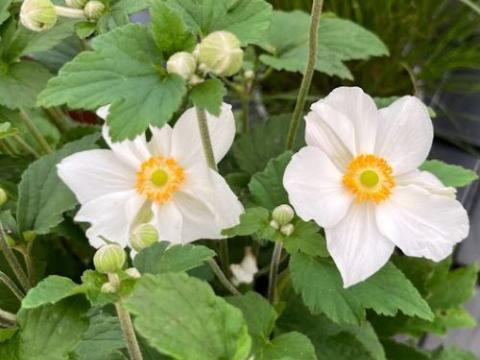 Anemone 'Honorine Jobert'