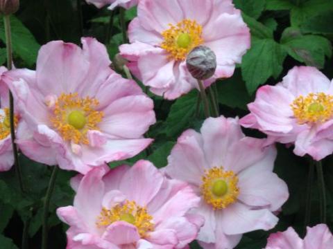Anemone 'Königin Charlotte'