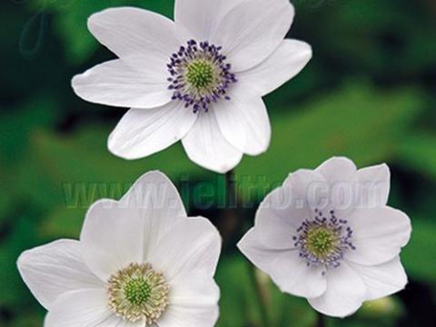 Anemone leveillei