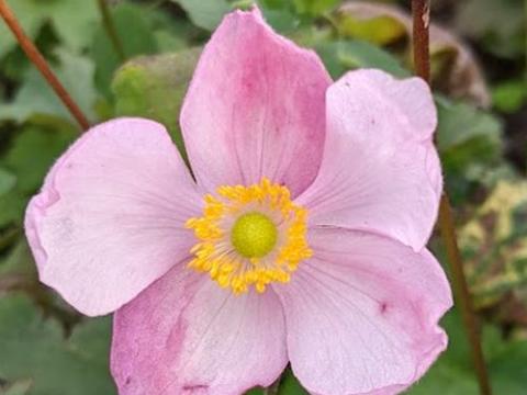 Anemone 'Little Princess'® (hupehensis)