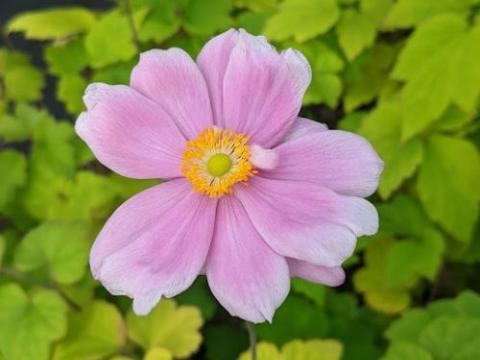 Anemone 'Lorelei'