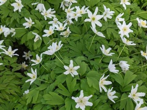 Anemone nemorosa