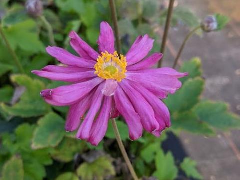 Anemone 'Pretty Lady Susan' PBR