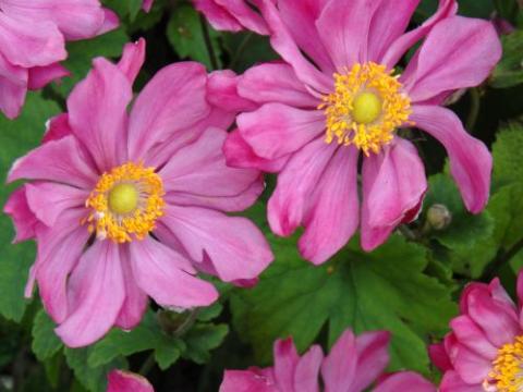 Anemone 'Prinz Heinrich' (hupehensis)