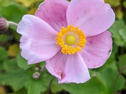 Anemone 'Richard Ahrens'
