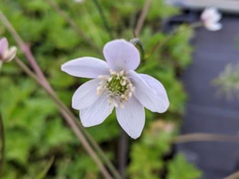 Anemone rivularis
