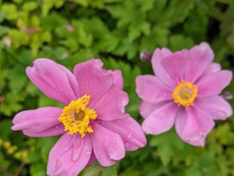 Anemone 'September Charm'