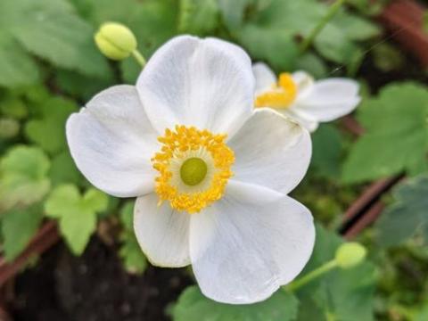 Anemone 'Summer Breeze Snow'