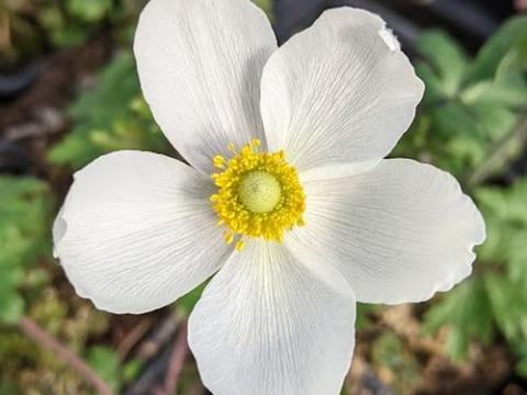 Anemone sylvestris