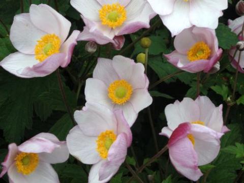 Anemone 'Robustissima' (tomentosa)
