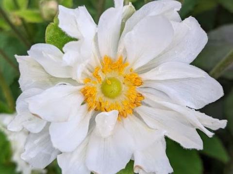 Anemone 'Whirlwind'