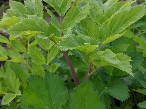 Angelica archangelica engelwortel