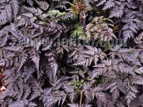 Anthriscus sylvestris 'Ravenswing'