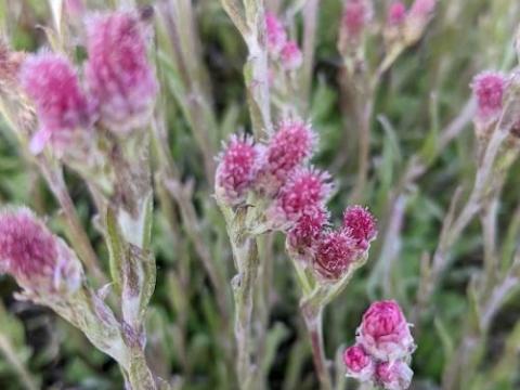 Antennaria dioica 'Rubra'