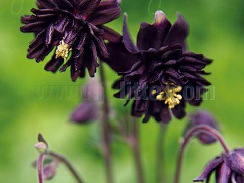 Aquilegia vulgaris 'Black Barlow'