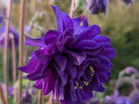 Aquilegia vulgaris 'Blue Barlow'