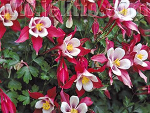 Aquilegia 'Crimson Star'