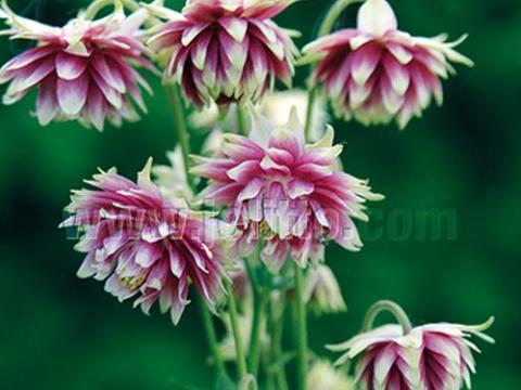 Aquilegia vulgaris 'Nora Barlow'