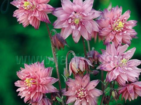 Aquilegia vulgaris 'Rose Barlow'
