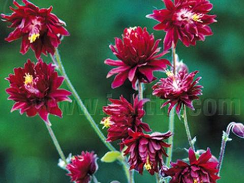 Aquilegia vulgaris 'Ruby Port'