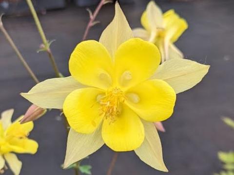 Aquilegia chrysantha 'Yellow Queen'