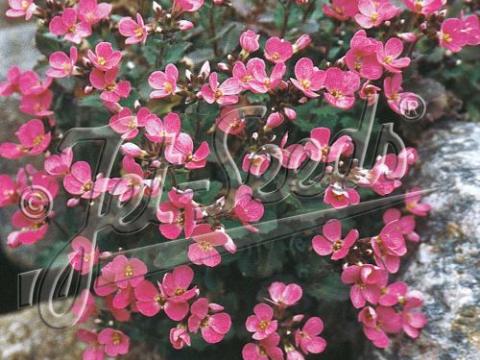 Arabis caucasica 'Pinkie'