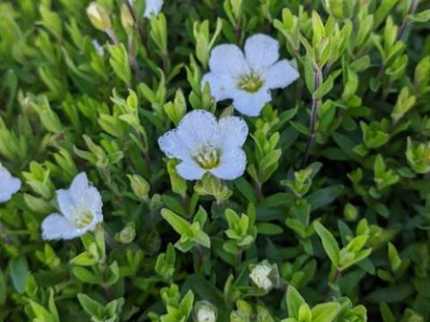 Arenaria montana