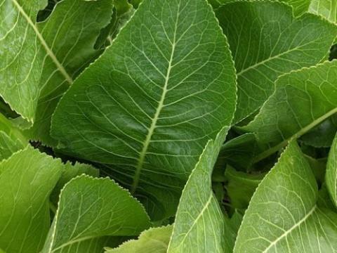 Armoracia rusticana MIERIKSWORTEL