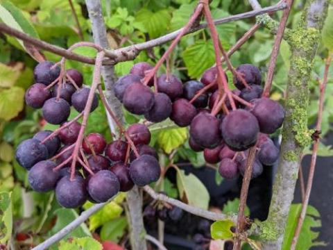 Aronia melanocarpa 'Nero' APPELBES