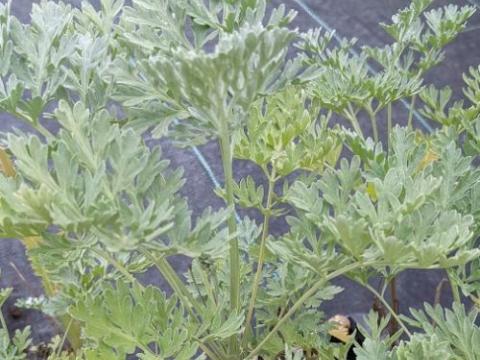 Artemisia absinthium ABSINTH