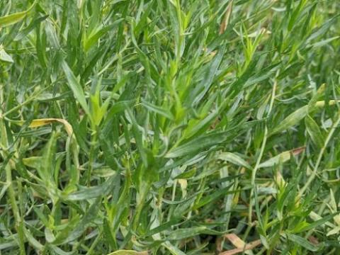 Artemisia dracunculus Franse dragon/estragon