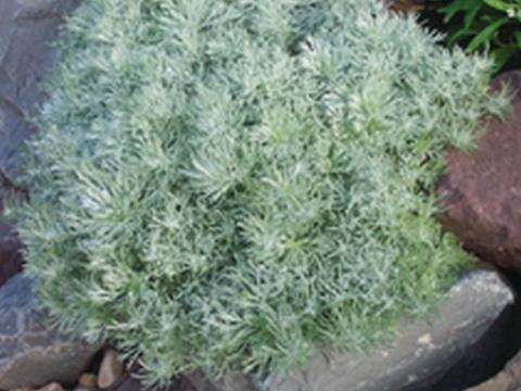 Artemisia schmidtiana 'Nana'