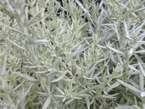 Artemisia ludoviciana 'Silver Queen'