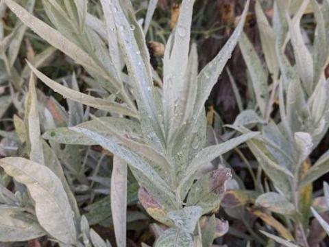 Artemisia ludoviciana 'Valerie Finnis'