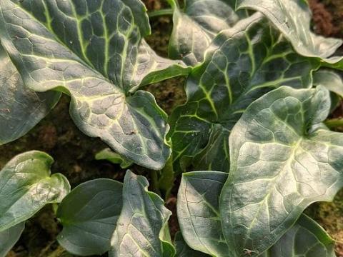 Arum italicum